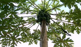 Daadab refugees find reprieve in pawpaw, bean cultivation