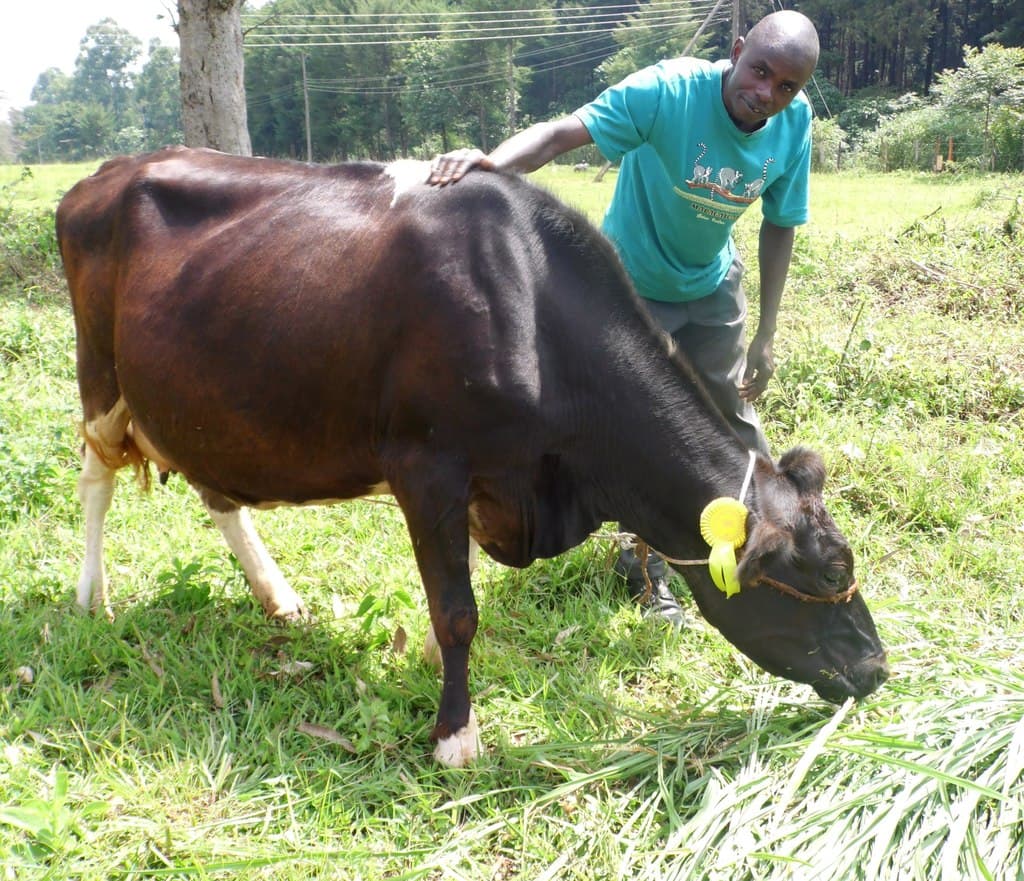 How farmer improves Friesian milk quality