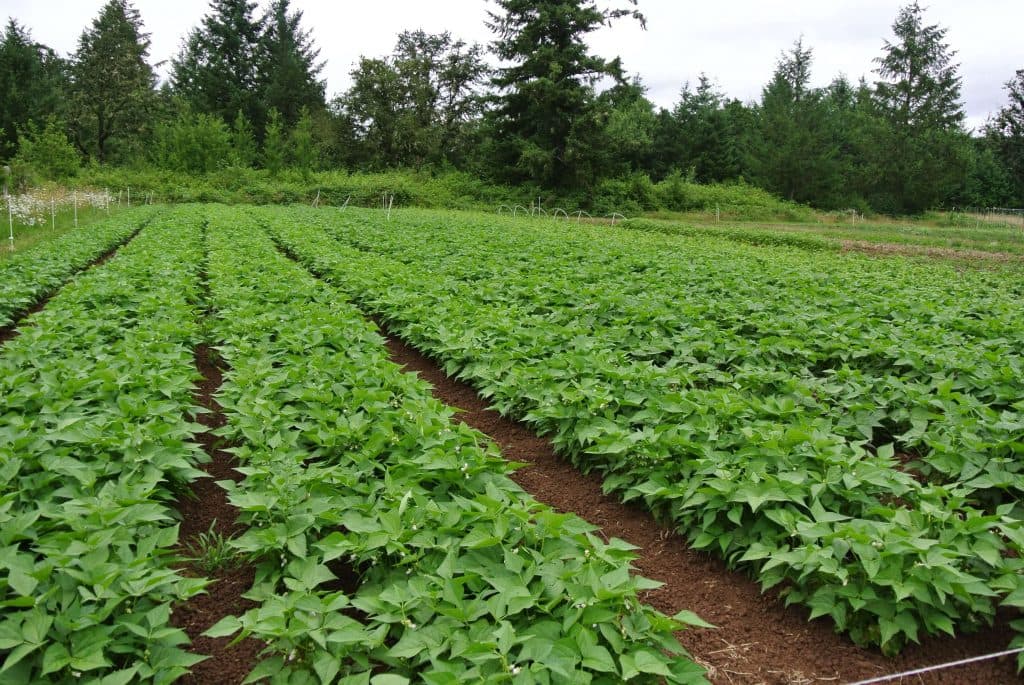 Bean varieties that take 27 minutes to cook in the market