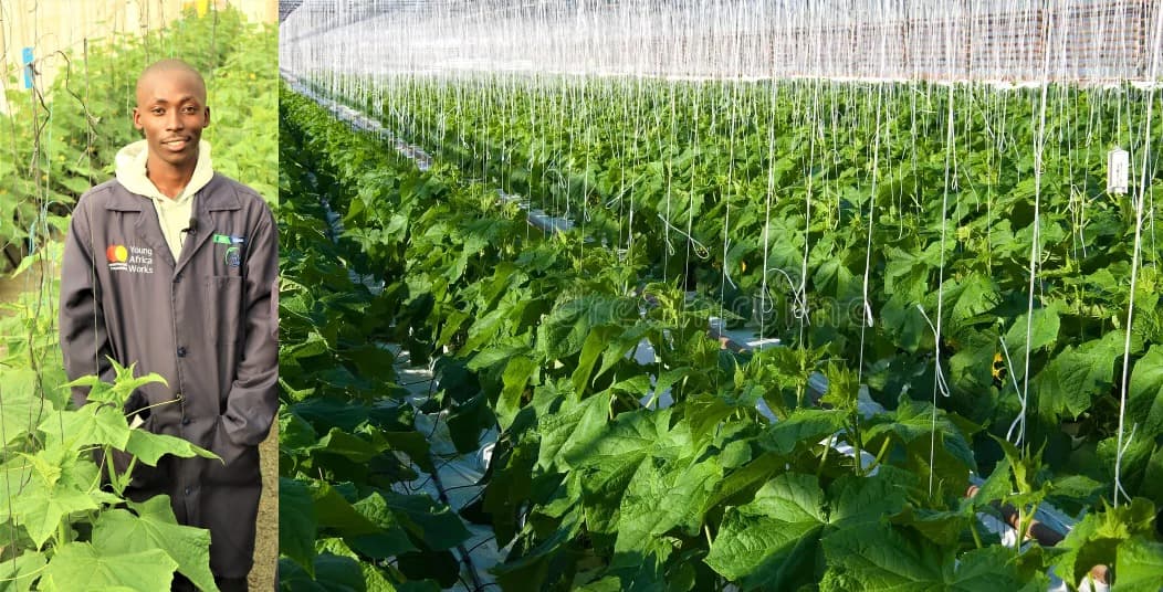 Fidel Mwendwa: How I Earn Big from Cucumber Farming Without Use of Soil