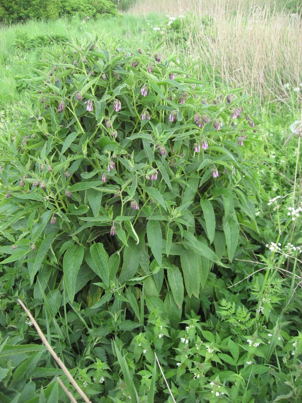 Comfrey an emerging high-protein napier supplement
