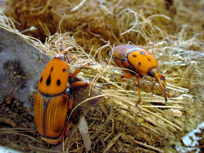 FAO to help farmers fight Red Palm Weevil, the world’s most invasive pest species