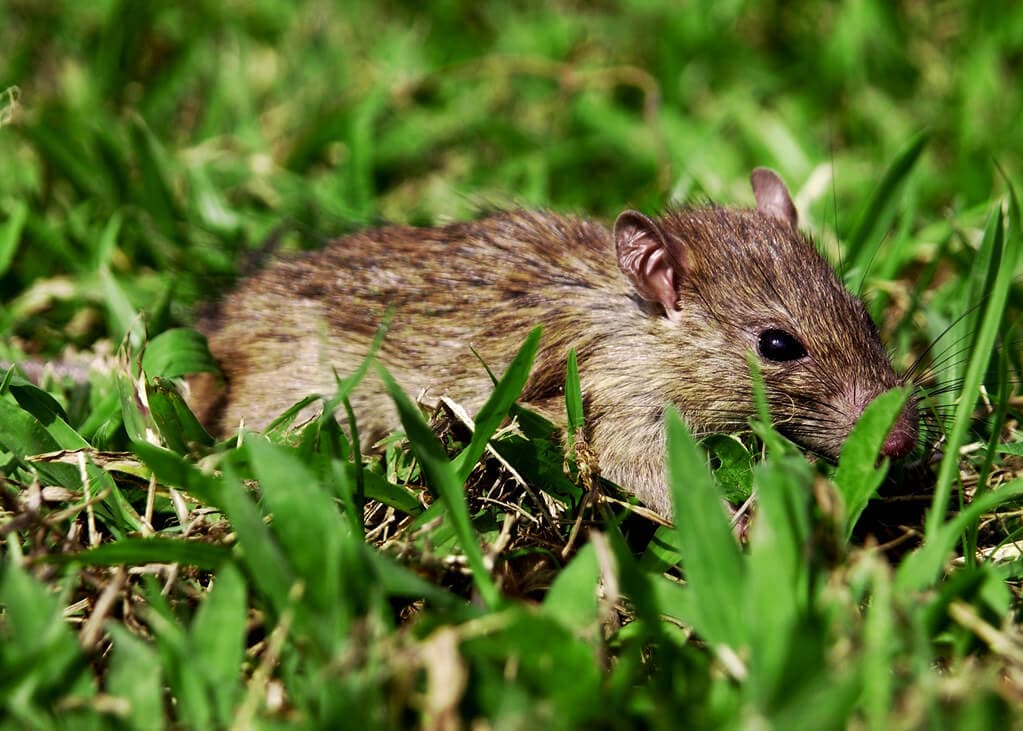 Sugar cane rats attacking neighbouring farms in crop wipeouts