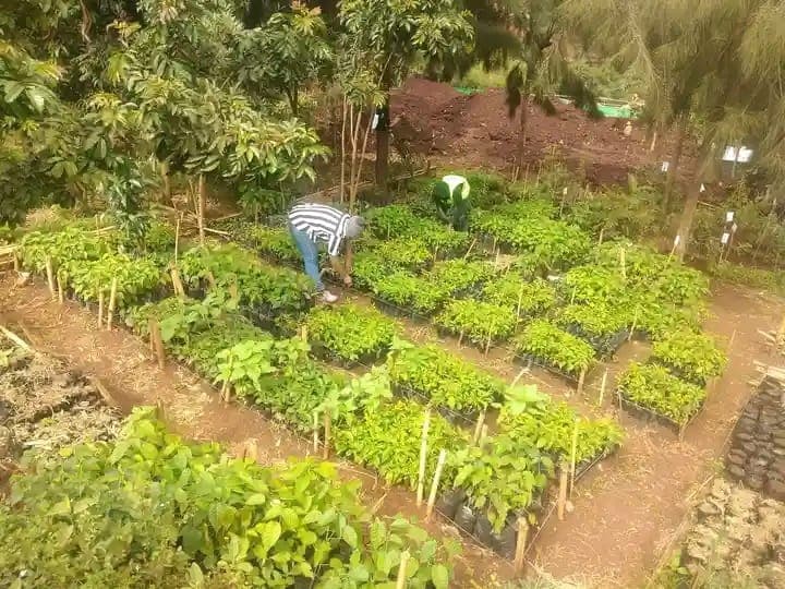 Lugari farmers turn to Agroforestry as climate change takes toll