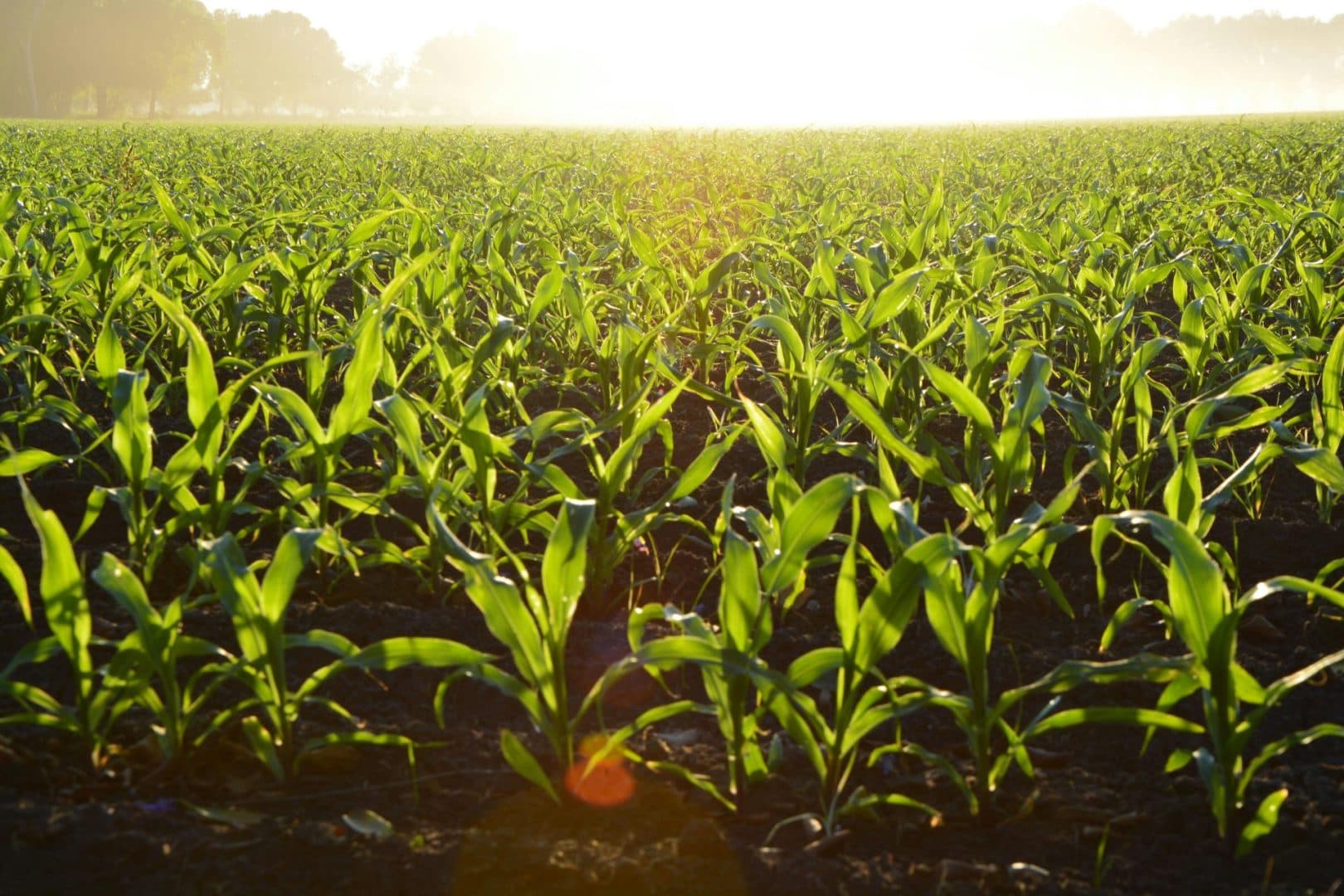 From farm to boardroom: 7 powerful leadership lessons