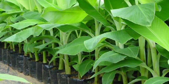 FarmBiz TV : Tissue-culture banana yield double the ancient breeds.
