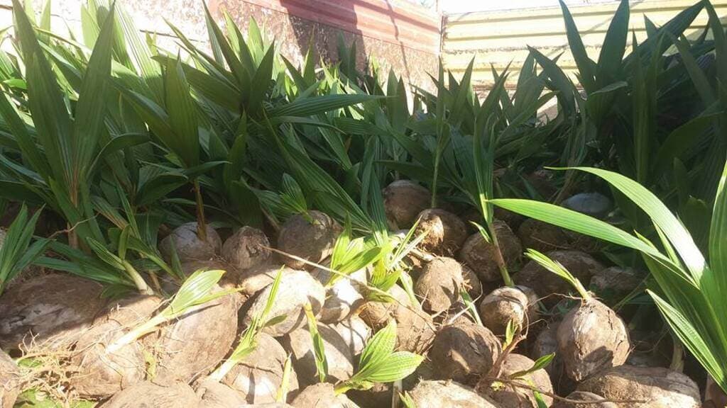 Acute shortage of dwarf coconut variety seedlings hits coastal region