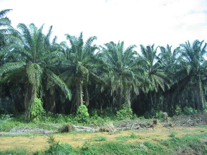 Tanzanian farmers cut overreliance on forests with multipurpose palm tree