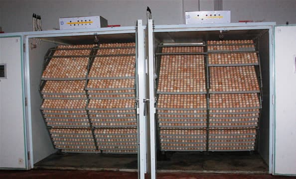 How a dream hatched largest chicken empire in East and Central Africa