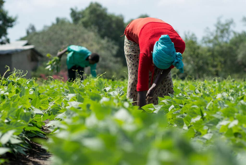 Farmers get 60% more harvests growing drought-tolerant beans in poor rains