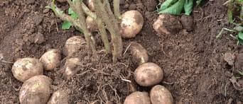Certified potato seeds double farmer’s yield