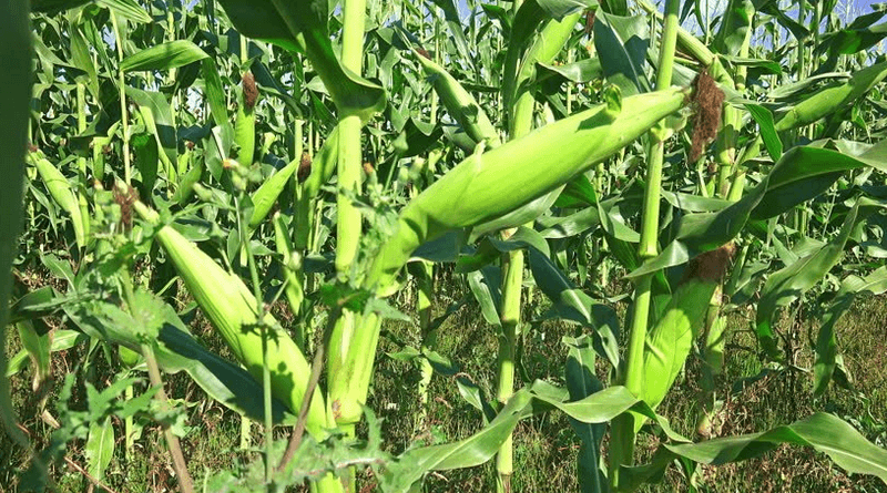 Opinion: To attain food security, the government needs to take back control of the smallholder farmers