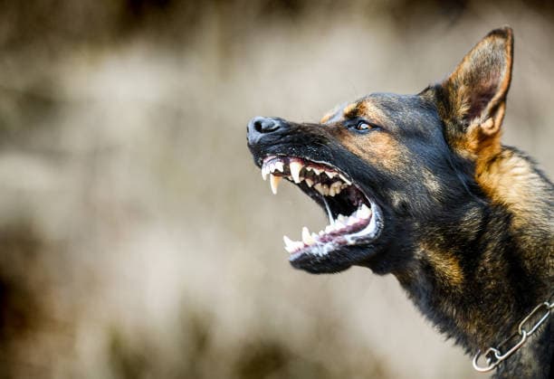 Limited vaccine access hampers Kenya’s rabies prevention efforts
