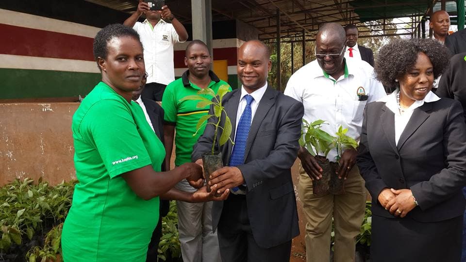 Free Avocado seedlings for Kirinyaga farmers