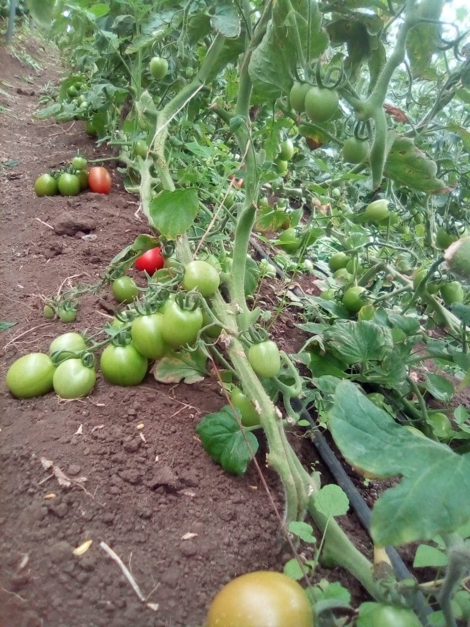 Ruiru youth who dropped medicine course for tomatoes has no regrets