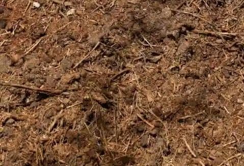 Farmers turn to organic manure to cut costs and restore soil health