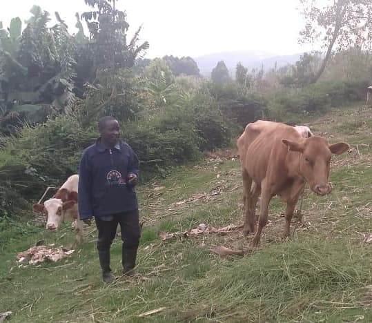 Kiambu reels from FMD strike in country’s richest milk area