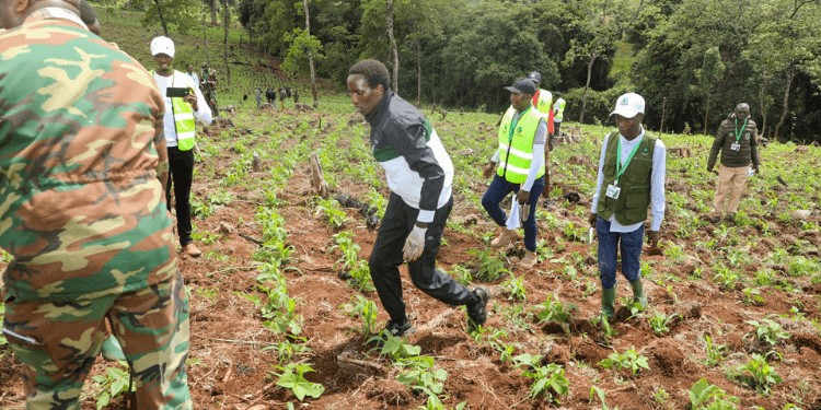 Hillary Kibiwott Completes 24-Hour Attempt to Plant 24,000 Trees