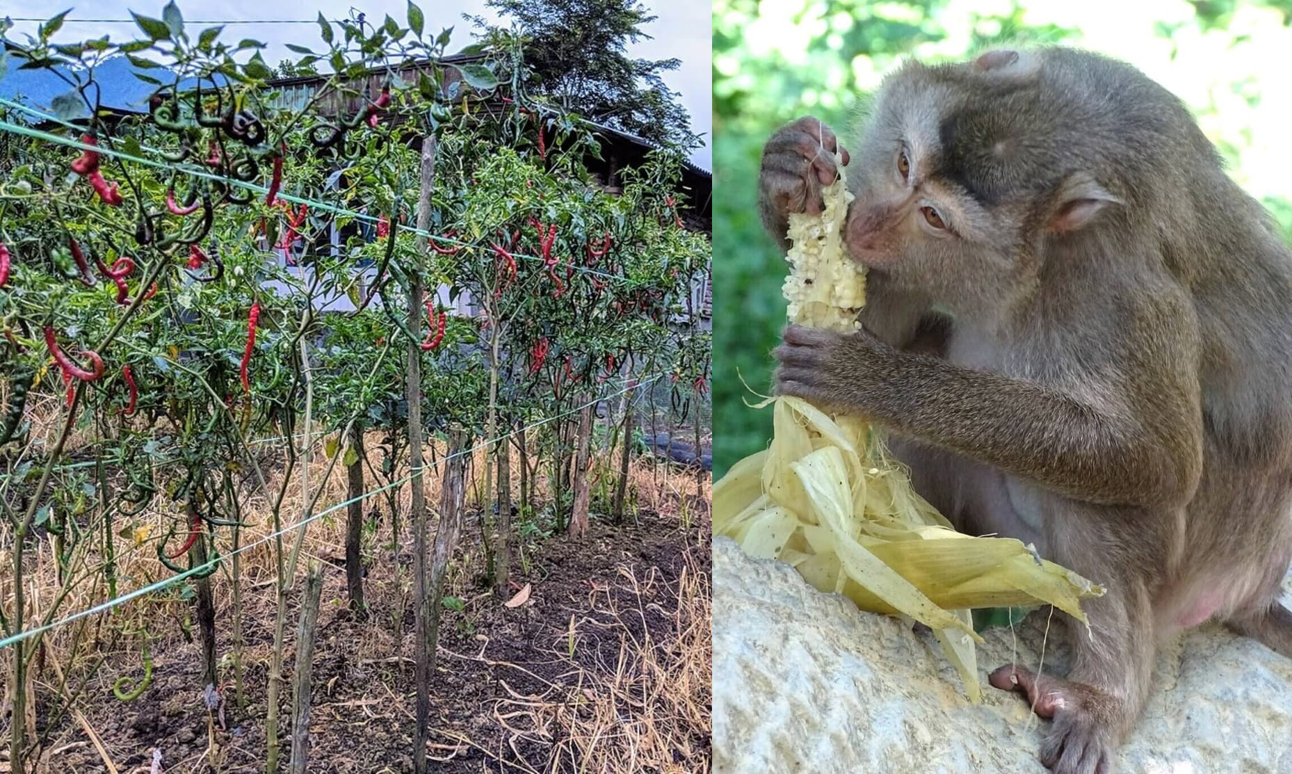 Chilli walls prevent farm wipeouts from monkey attacks while adding to farmer incomes