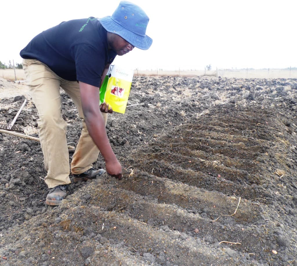 Factsheet on achieving 100 per cent onion germination