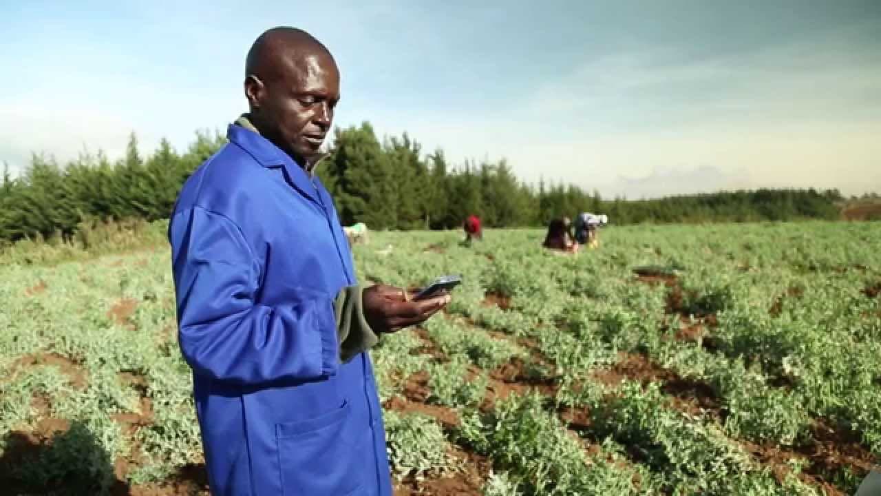 Safaricom launches Digifarm Depot in Burnt Forest Town to up smallholder farmers’ income
