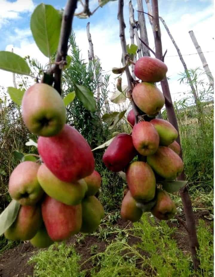 FarmBiz TV:Grafted Anna apple variety earns farmers Sh3k per tree in a season.