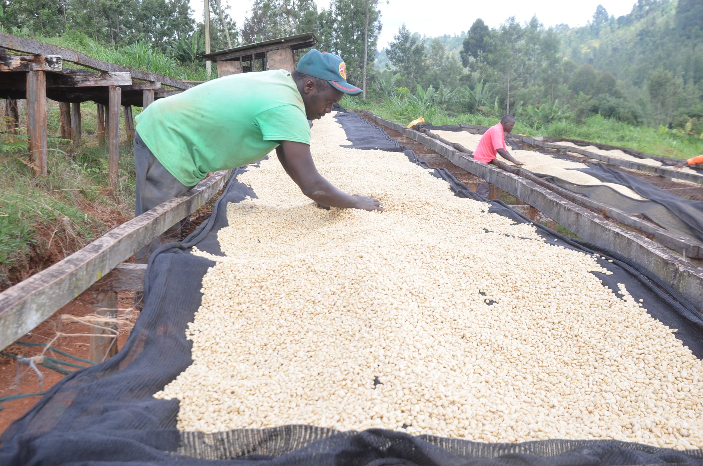 Nairobi Coffee Exchange auction earns coffee farmers Sh884 million