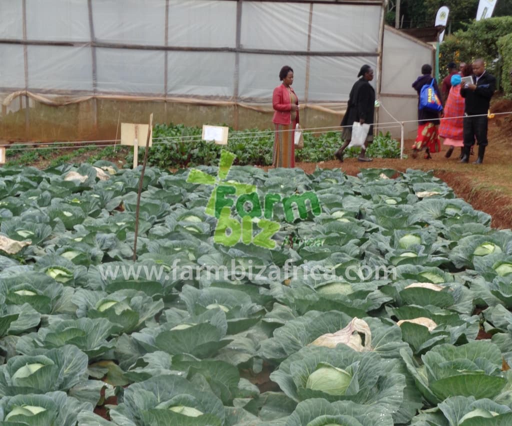 Heads of state push for new national accountability in driving African agriculture