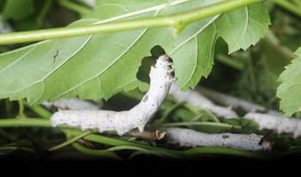 Scientists target silkworms to contain Malaria