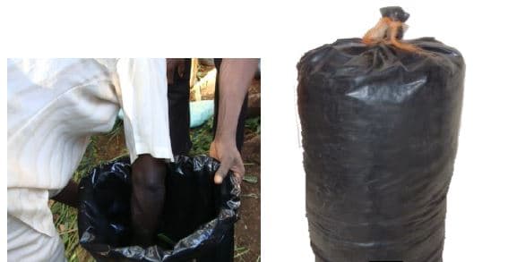 Polythene bag silage technology for increased milk yield