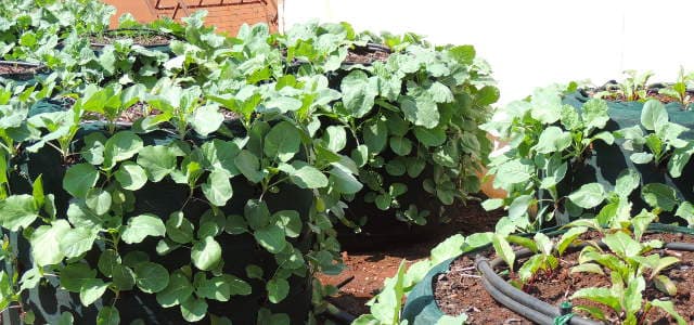 Sack farming increases sukuma wiki production 75X in Makueni