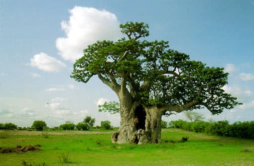 Baobab among first orphaned crops to undergo genetic mapping