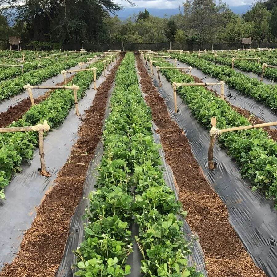 Strawberry export farming lucrative route for farmers with minimal land