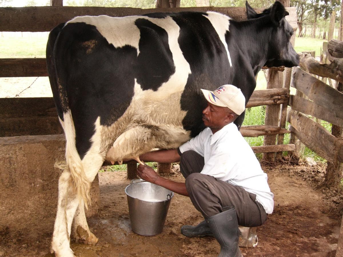 Dairy farmers enjoy record year milk prices