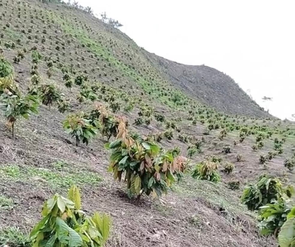 Ugandan cocoa farmers exposed to price swings by lack of local processing