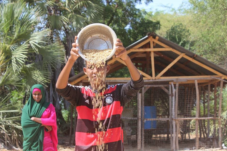 Marsabit pastoralists adopt rice farming for an alternative income