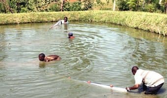Soaring fish demand turns farmers into overnight millionaires