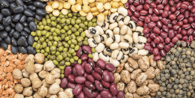 FarmBiz TV: KALRO and UoN launch drought and pest-resistant bean, Kenya mali