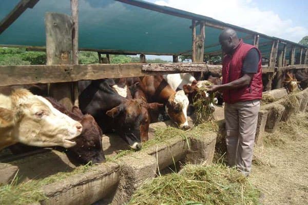 Company opens new lab for animal nutrition to ensure higher quality feeds at low cost