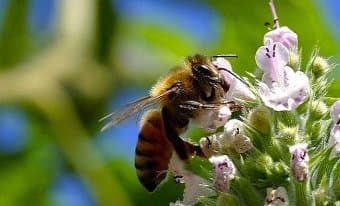 ICIPE seeks to tame bee diseases with training