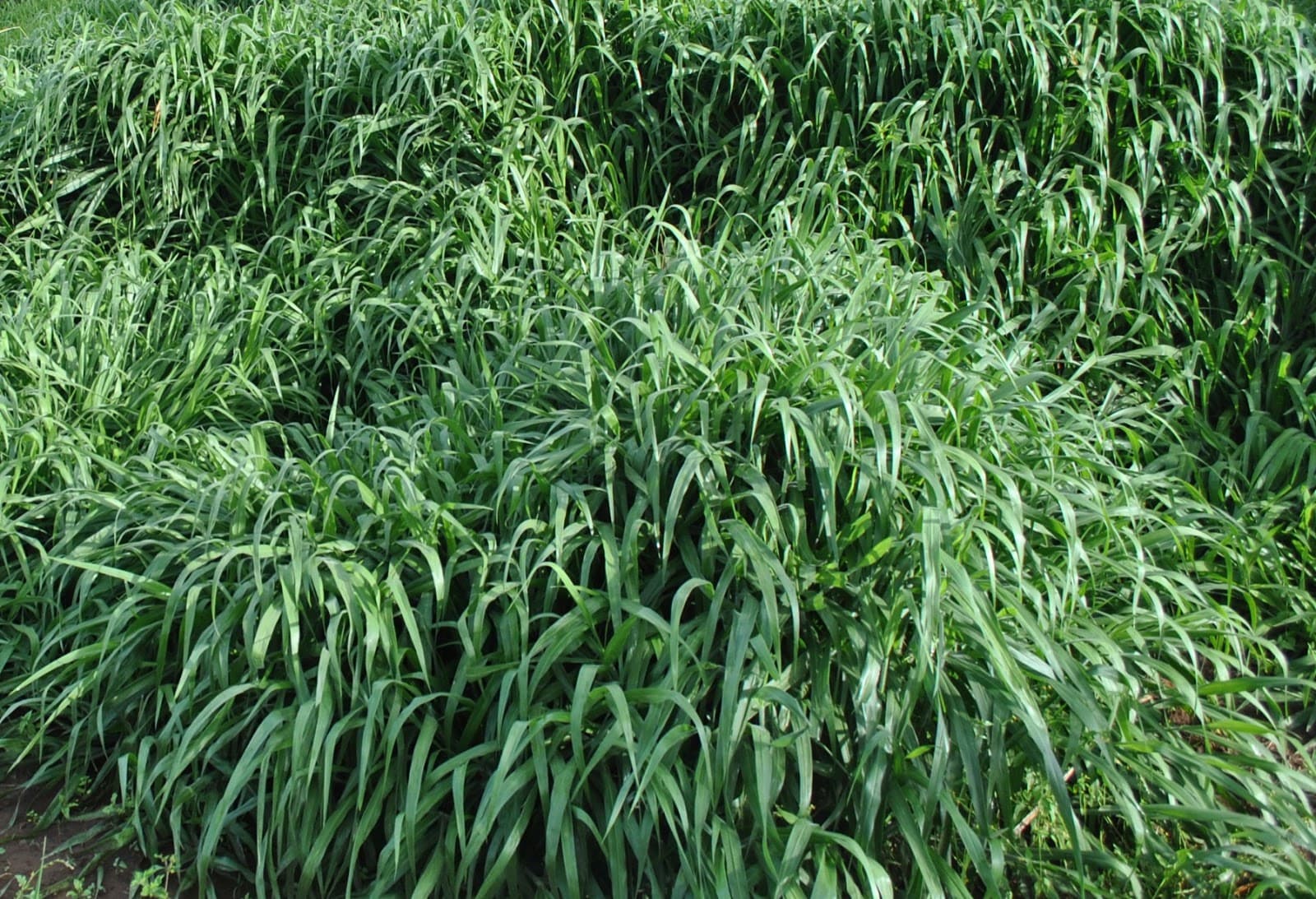 Research organization launches high yielding disease resistant Napier grass varieties