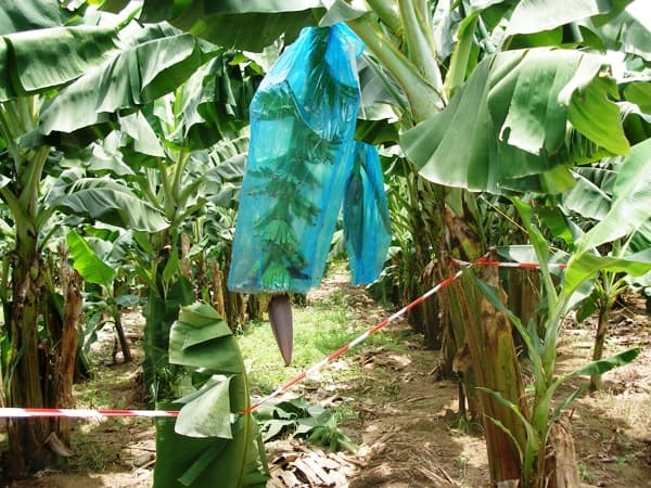 Bagging bananas quickens maturity by two weeks