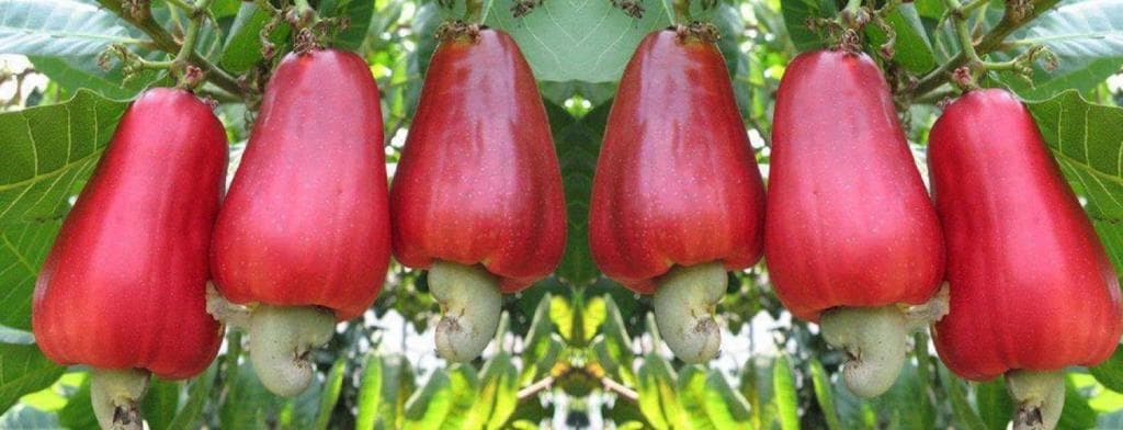 European Union to fund over 15,000 coast farmers to grow cashew nuts and sesame (simsim)