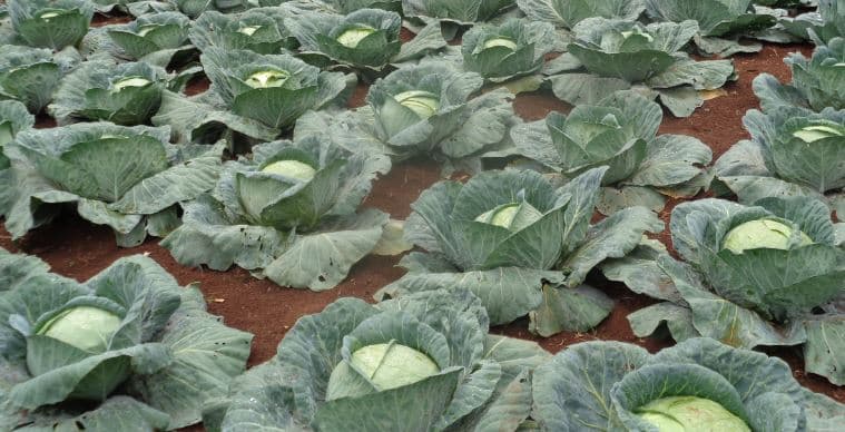 Queen F1 Cabbage Variety can earn Farmers Ksh. 167,500 in 85 days