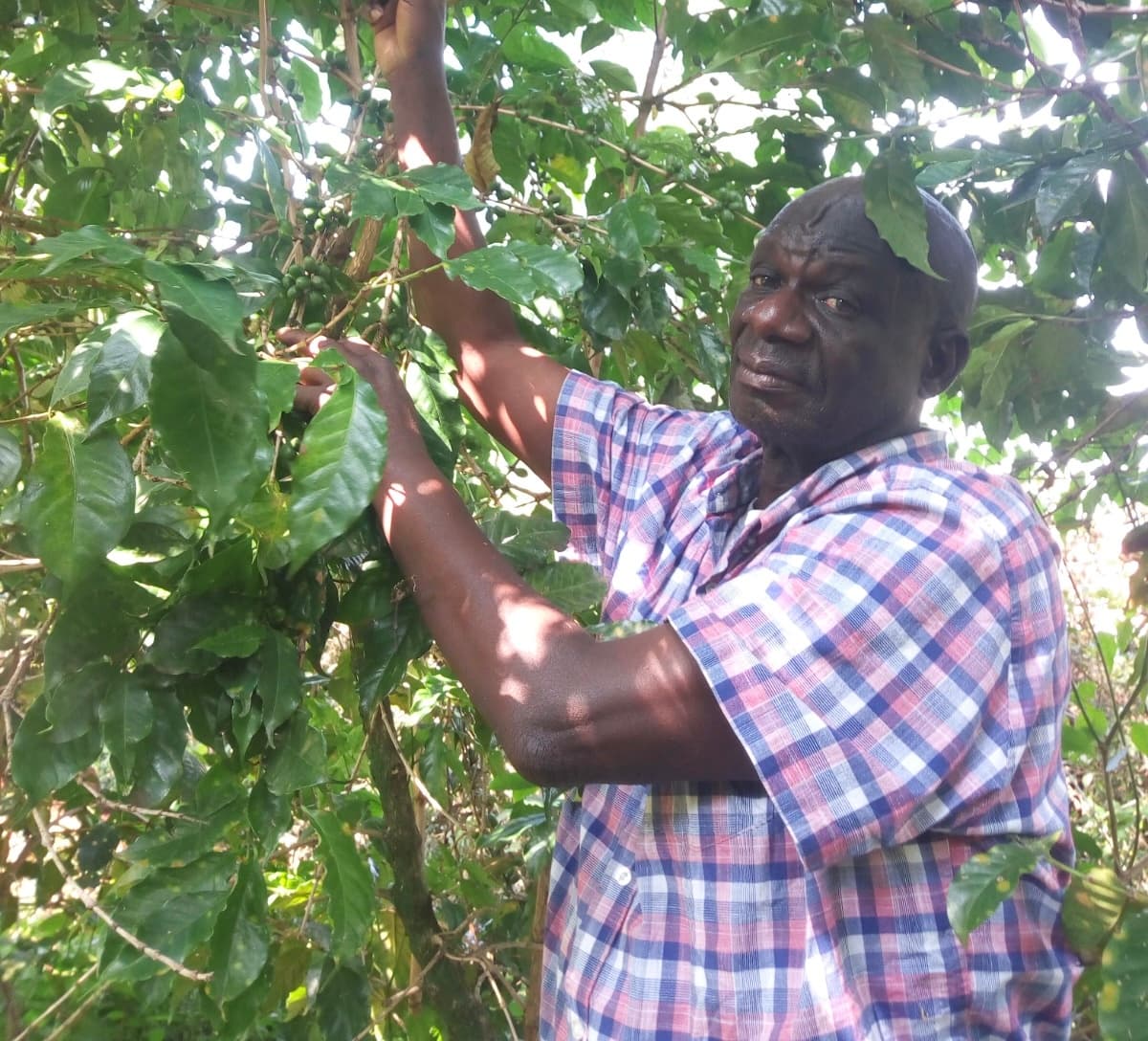 Farmer escapes coffee’s worst pests thanks to height and isolation