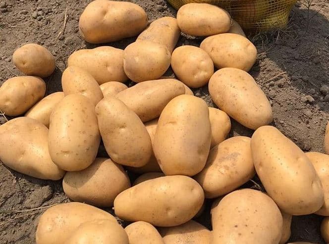 KALRO releases new high-yielding, disease-resistant potato variety