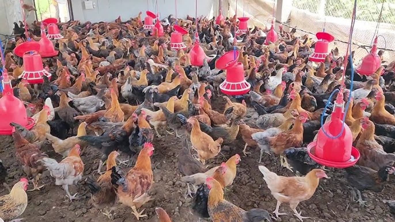 Why your poultry enterprise is likely to make you zero profit