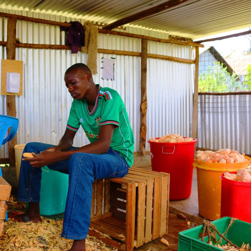 Farmers harvest double from orange-fleshed sweet potato varieties