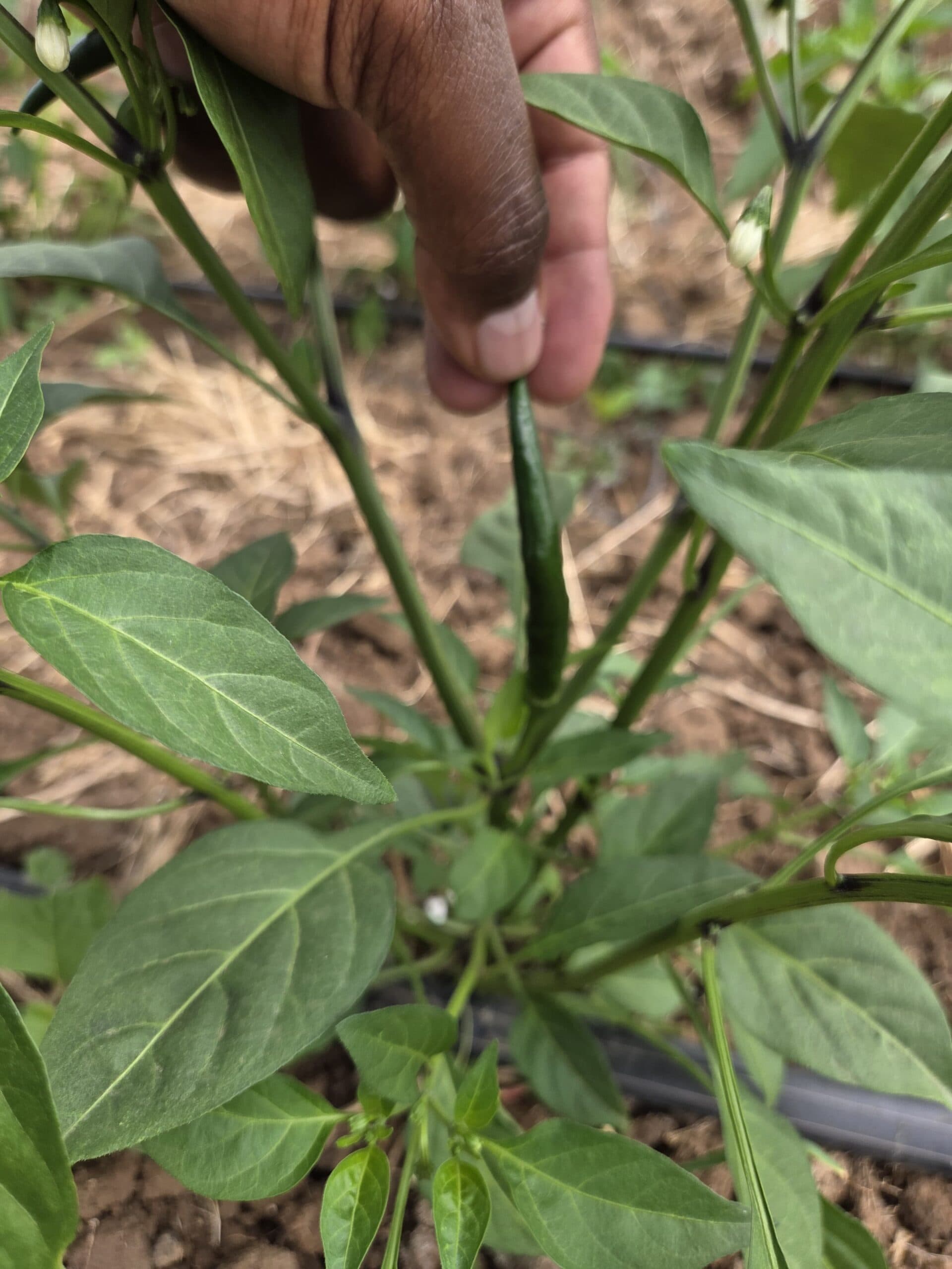 Double chilli pinching more than doubles yields