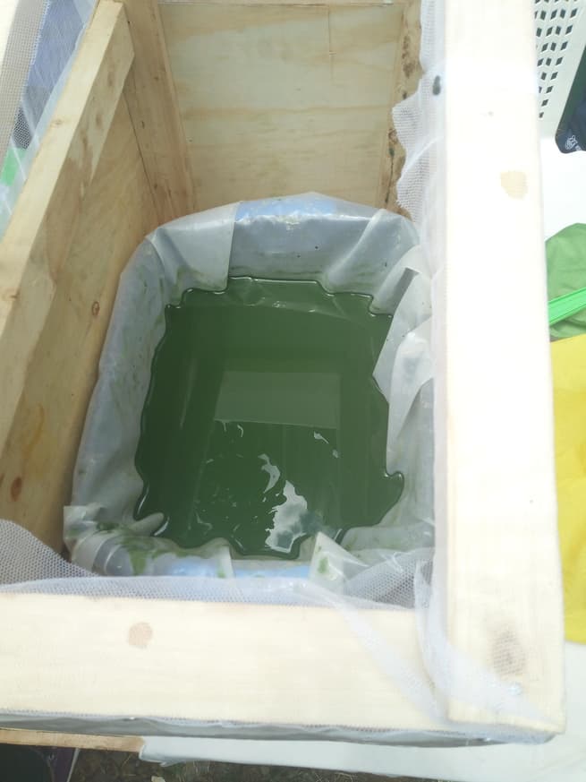 Kakamega youth group cashing in rare Spirulina farming